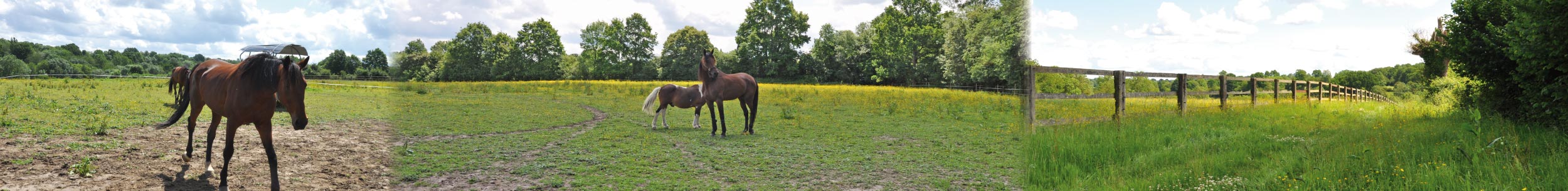 Haras de Saint Jean - Cambremer