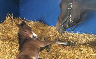 Haras de Saint Jean à Cambremer : les photos des poulains